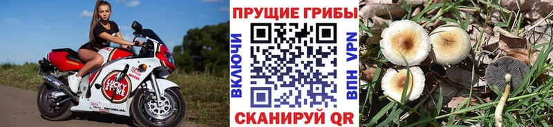 где купить   Карабаш  блэк спрут зеркало  Псилоцибиновые грибы GOLDEN TEACHER 